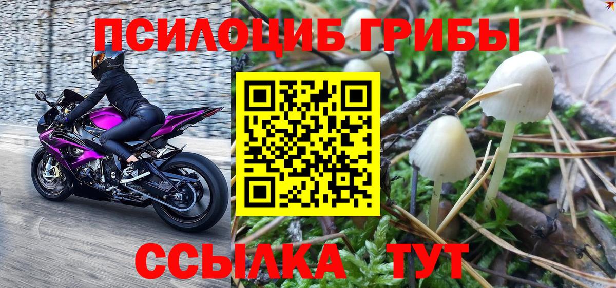 Псилоцибиновые грибы Cubensis  Вход с VPN  Минусинск 